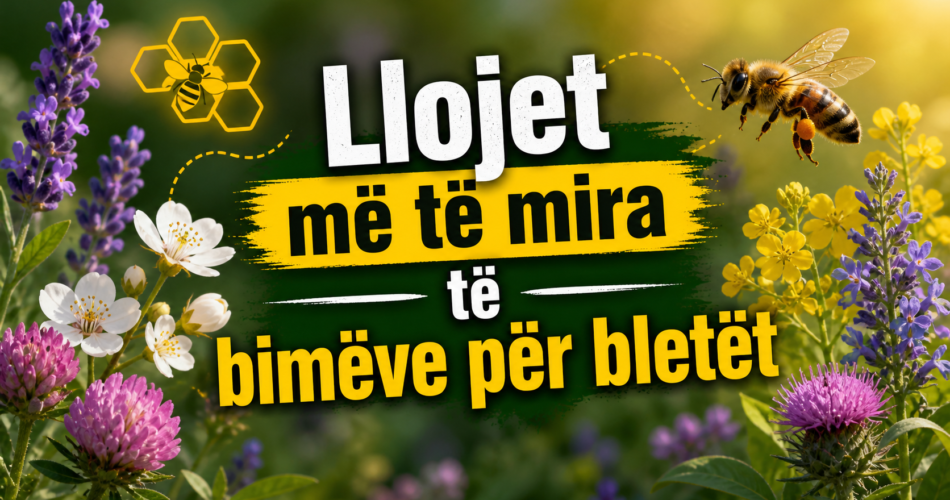 Llojet më të mira të bimëve për bletët
