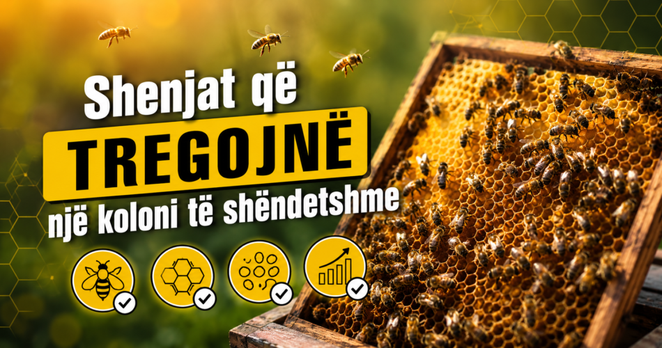 Shenjat që tregojnë një koloni të shëndetshme