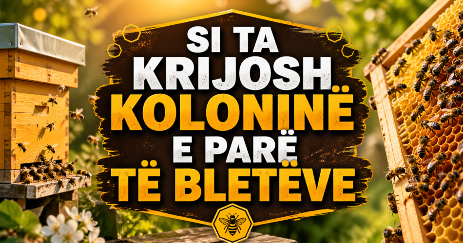 Si ta krijosh koloninë e parë të bletëve