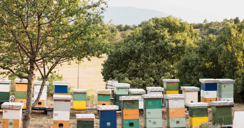 Si ta rritësh numrin e kosherëve në mënyrë të qëndrueshme