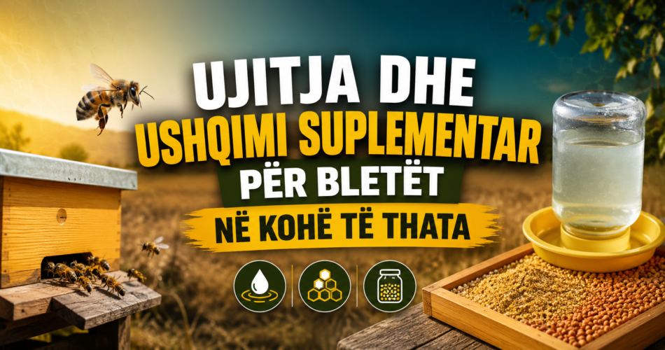 Ujitja dhe ushqimi suplementar për bletët në kohë të thata