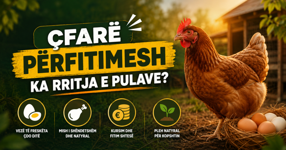 Çfarë përfitimesh ka rritja e pulave?