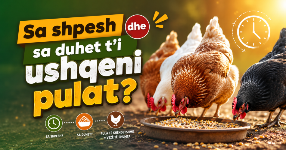 Sa shpesh dhe sa duhet t’i ushqeni pulat?