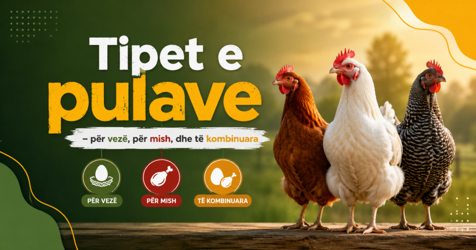 Tipet e pulave – për vezë, për mish, dhe të kombinuara