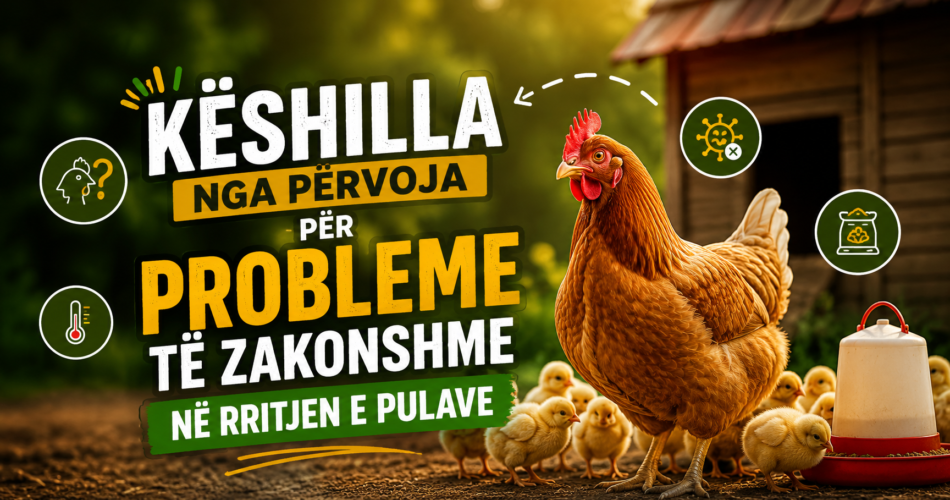 Këshilla nga përvoja për probleme të zakonshme në rritjen e pulave