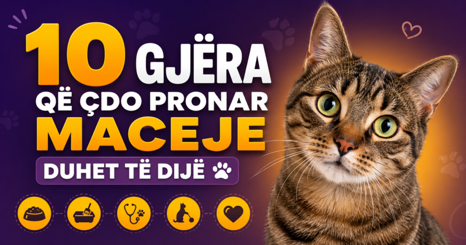 10 gjëra që çdo pronar maceje duhet të dijë