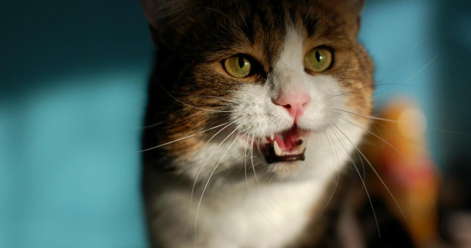 Pse macja ime është agresive?