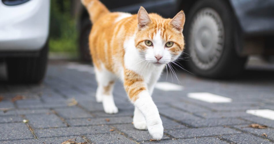 Pse macja ime më ndjek gjithandej?