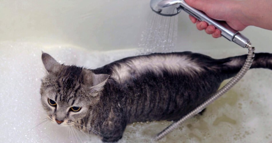 Si ta pastrosh macen pa e stresuar