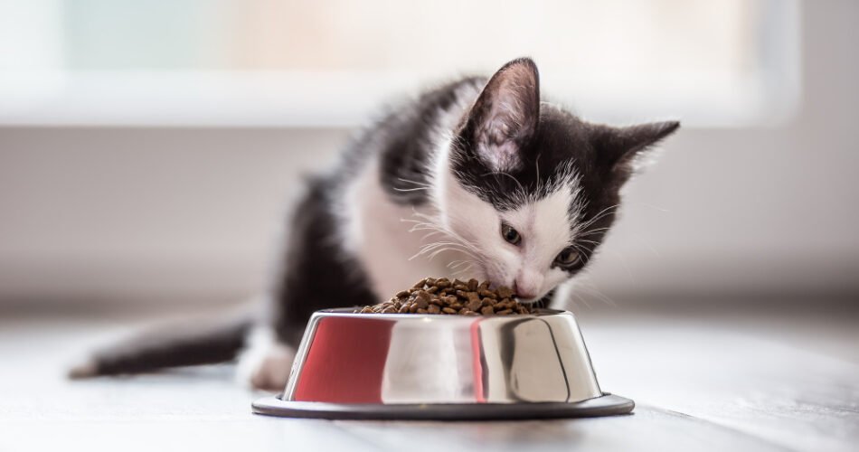 Ushqimi më i mirë për macet sipas moshës