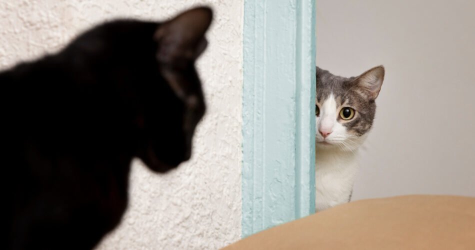 A janë macet xheloze?