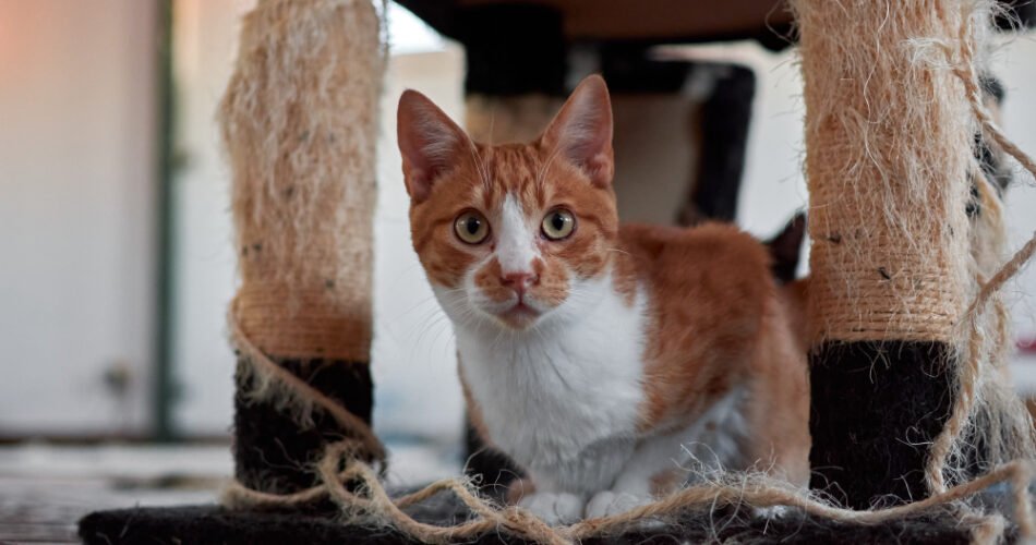 Si të parandalosh macen të gërvishtë mobiliet