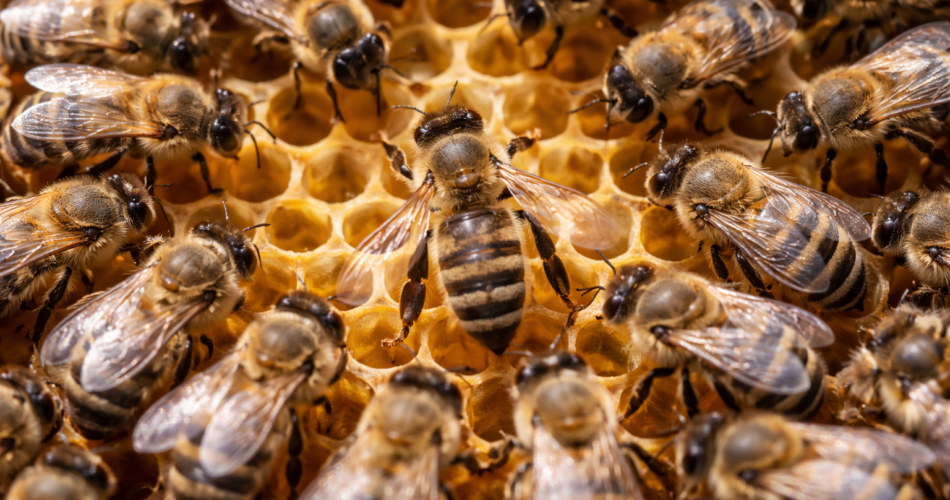 A e dini se bletët komunikojnë përmes një “vallëzimi” të veçantë për të treguar vendndodhjen e luleve?