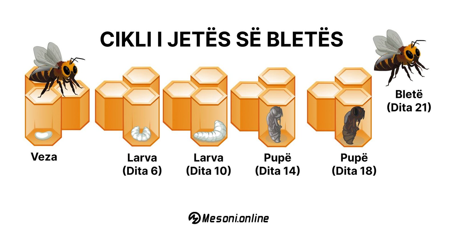 Cikli i jetës së bletës