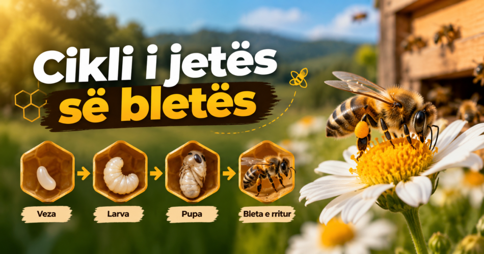 Cikli i jetës së bletës