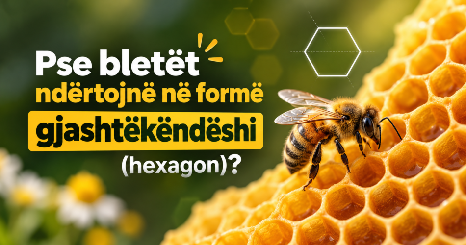 Pse bletët ndërtojnë në formë gjashtëkëndëshi (hexagon)?