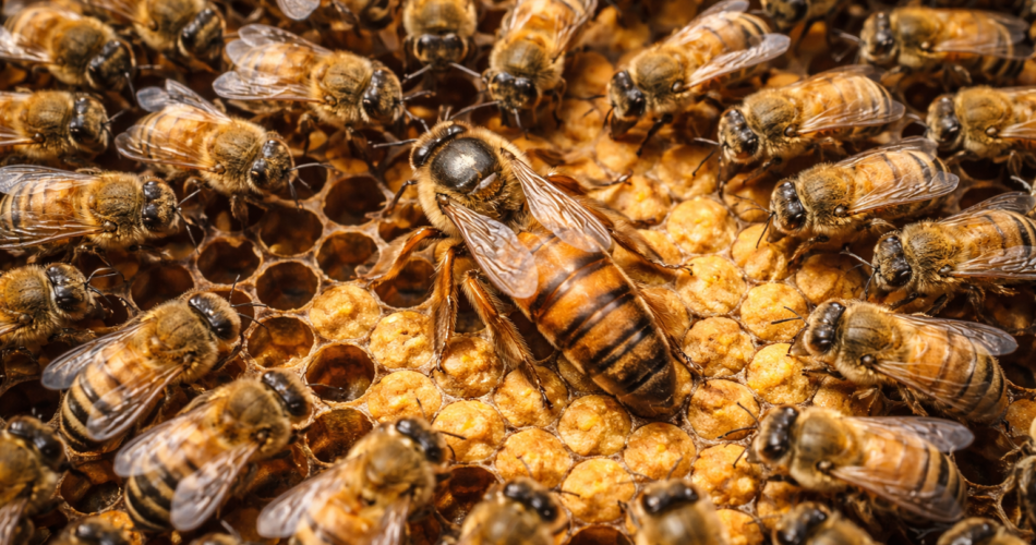 Si ta dalloni nëse mbretëresha e bletëve është cilësore?