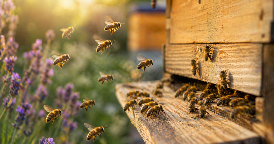 Pse mund të mbesë pa bletë një koloni?