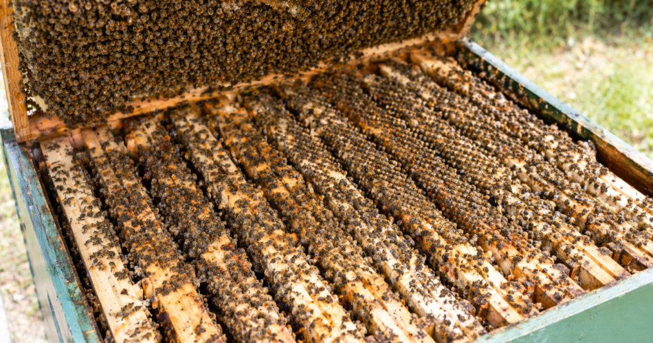 Si ta dalloni nëse kolonia ka mbipopullim?