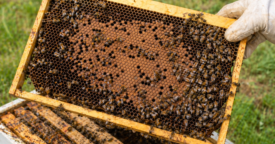 Si ta dalloni një koloni pa mbretëreshë?