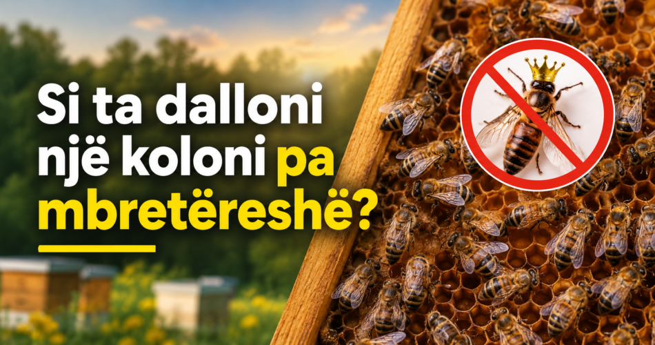 Si ta dalloni një koloni pa mbretëreshë?