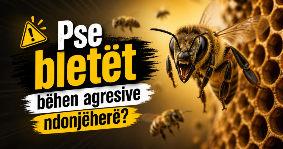 Pse bletët bëhen agresive ndonjëherë?