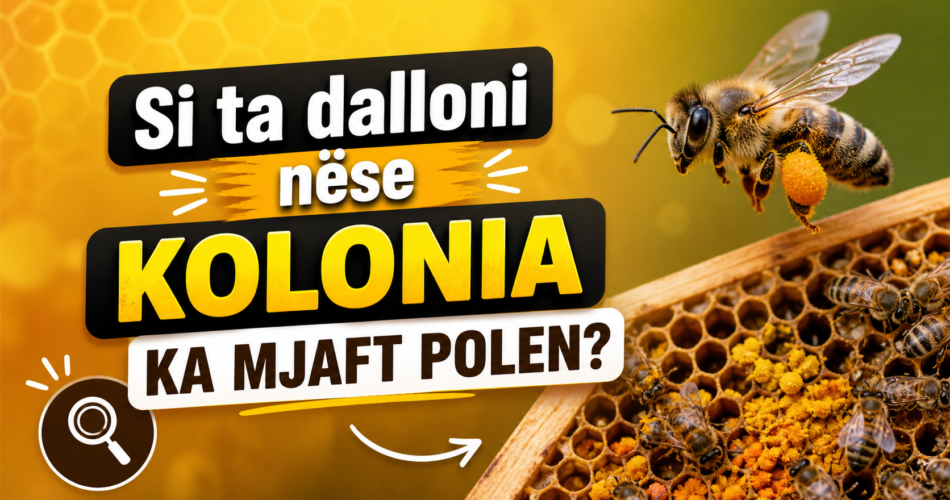 Si ta dalloni nëse kolonia ka mjaft polen?