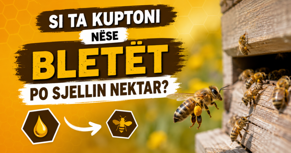 Si ta kuptoni nëse bletët po sjellin nektar?