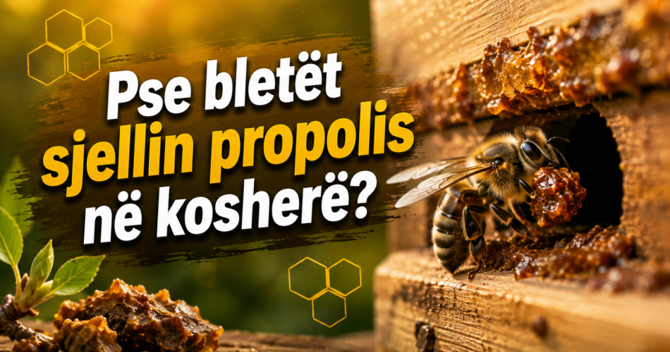 Pse bletët sjellin propolis në kosherë?