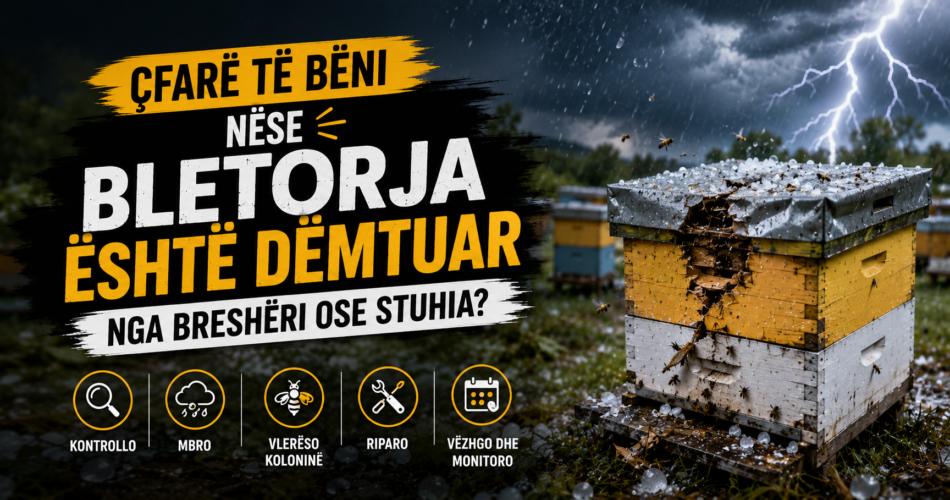 Çfarë të bëni nëse bletorja është dëmtuar nga breshëri ose stuhia?
